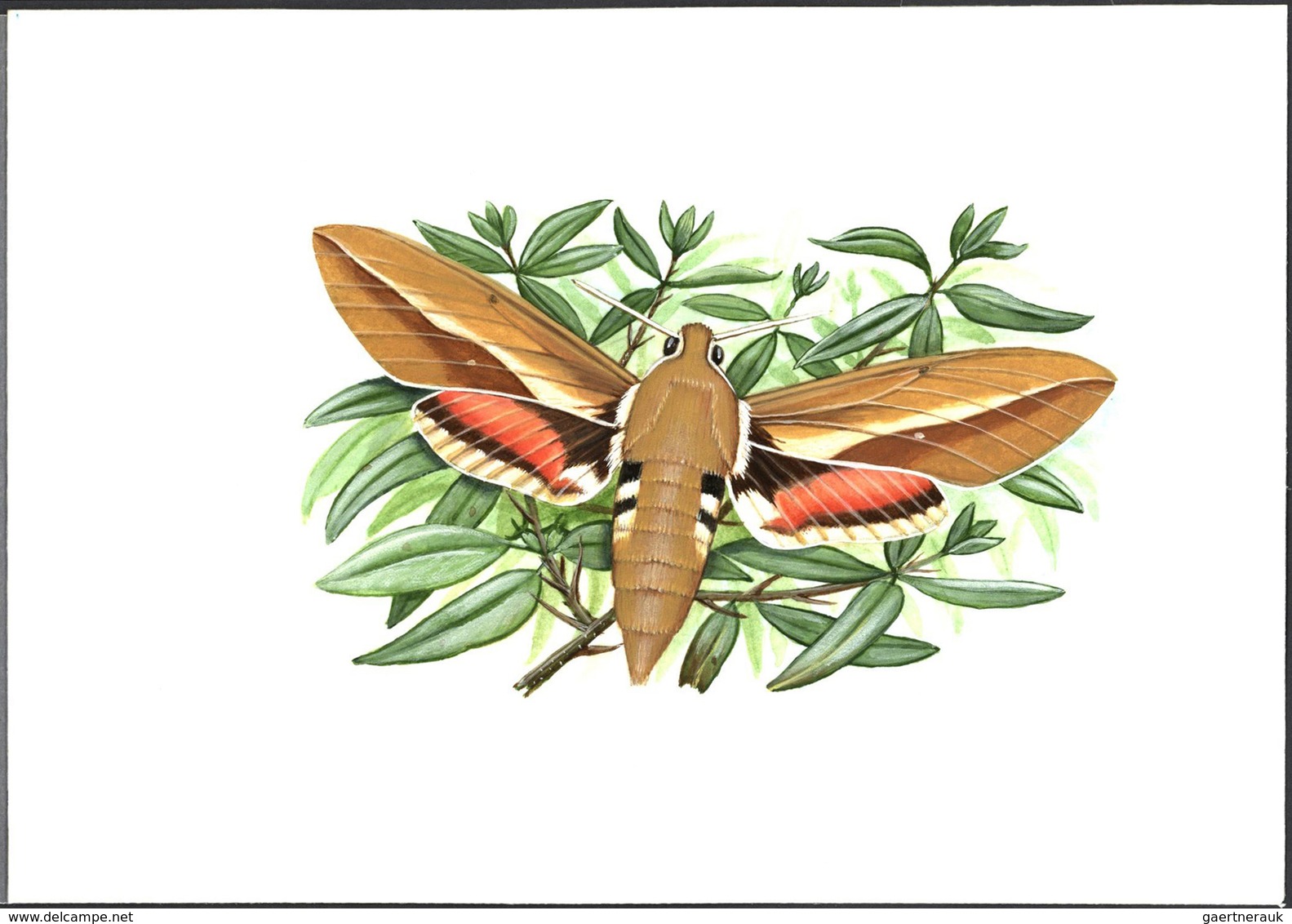 11128 Thematik: Tiere-Schmetterlinge / animals-butterflies: 1998, TAJIKISTAN: native BUTTERFLIES set of fo