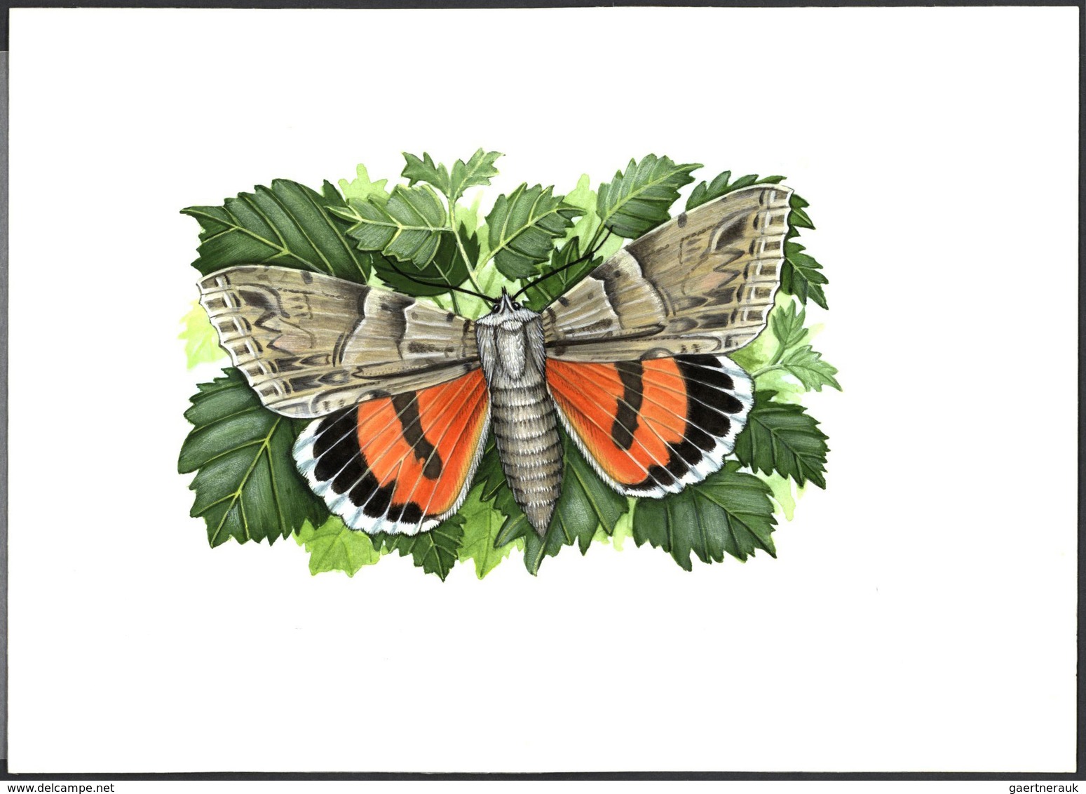 11128 Thematik: Tiere-Schmetterlinge / animals-butterflies: 1998, TAJIKISTAN: native BUTTERFLIES set of fo