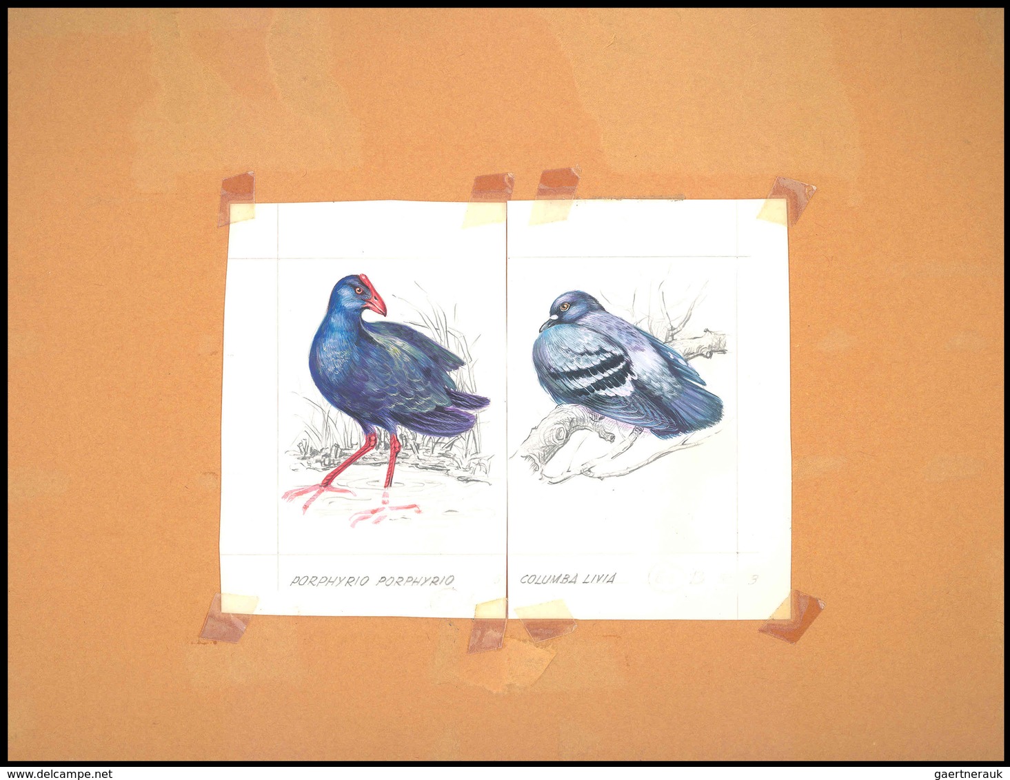 11169 Thematik: Tiere-Vögel / Animals-birds: 1981, Aitutaki: BIRDS, Accepted Drawing "Purpurralle (Porphyr - Sonstige & Ohne Zuordnung