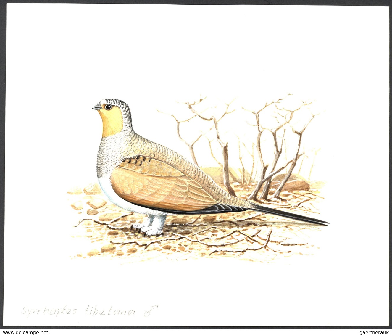 11190 Thematik: Tiere-Vögel / Animals-birds: 1996, TAJIKISTAN: Threatened BIRDS Set Of Six Different Origi - Altri & Non Classificati