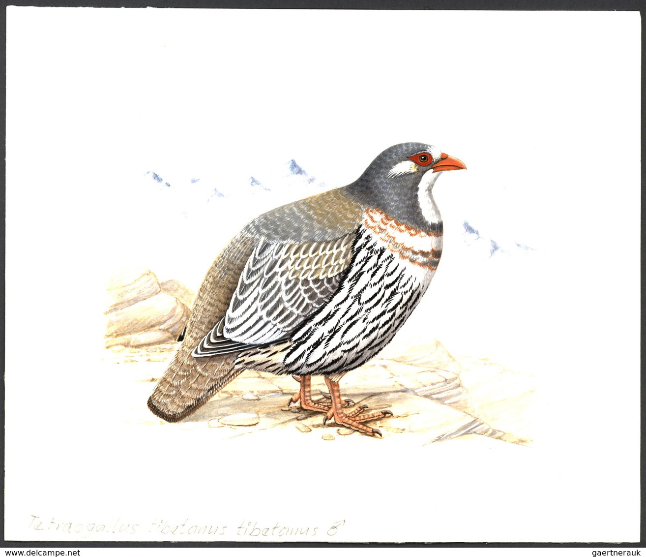 11190 Thematik: Tiere-Vögel / animals-birds: 1996, TAJIKISTAN: threatened BIRDS set of six different origi