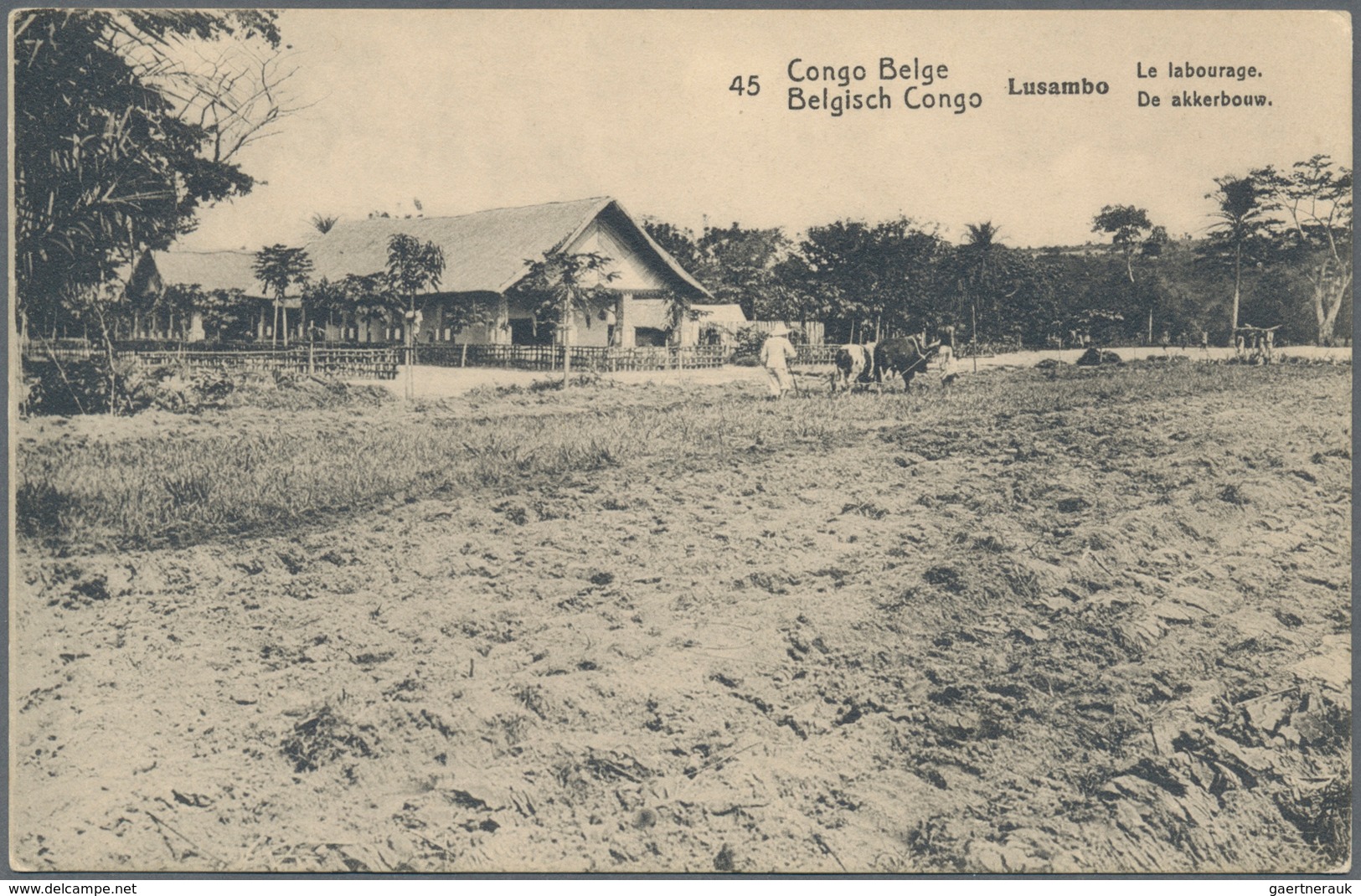 11714 Belgisch-Kongo: 1917, 10 C. Postal Stationery Picture Card (dated Hospital Dadoma 17.11.) With Field - Sonstige & Ohne Zuordnung