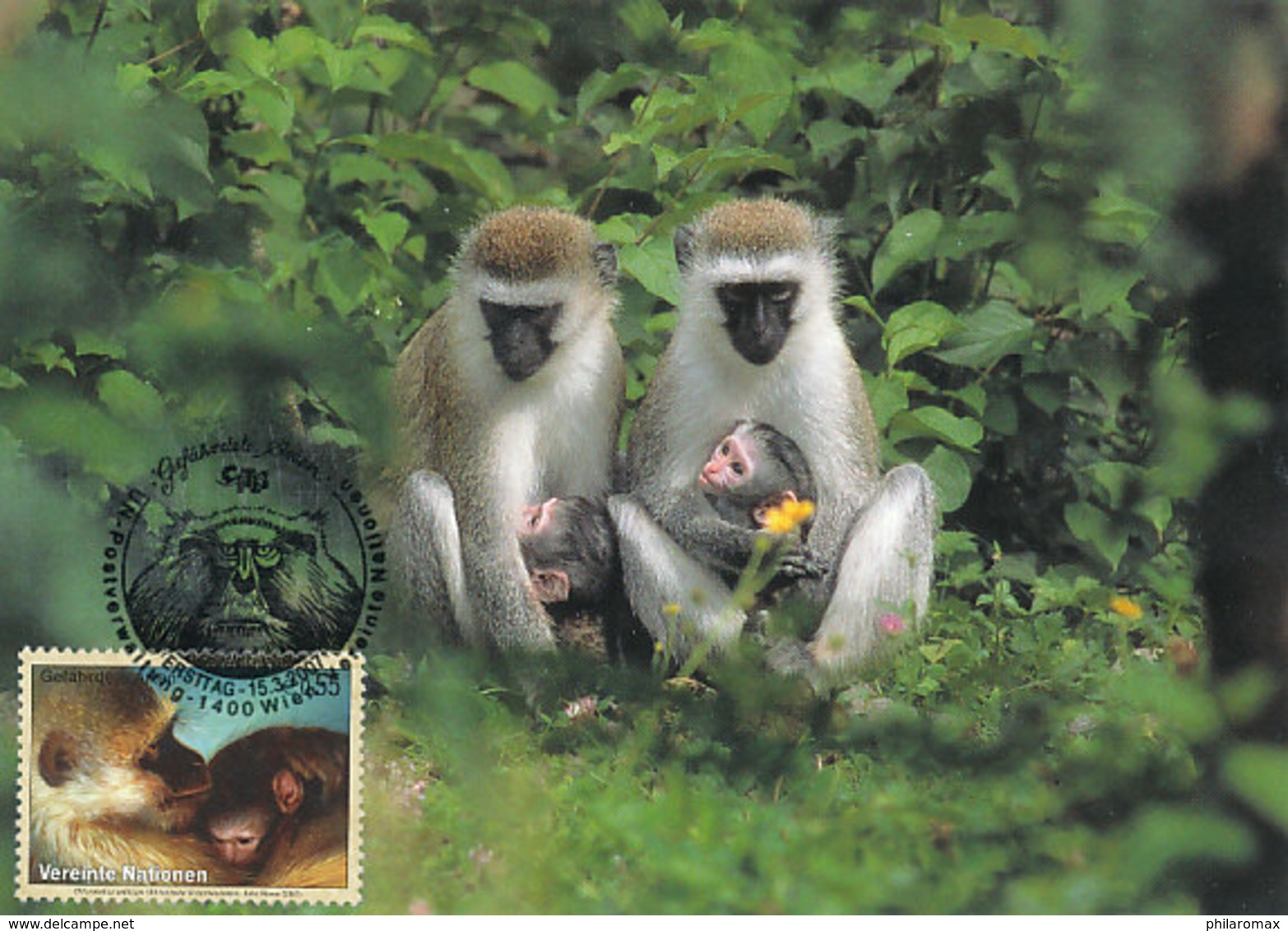 D33639 CARTE MAXIMUM CARD 2007 UNITED NATIONS - GREEN MONKEY CERCOPITHECUS CP ORIGINAL - Monkeys