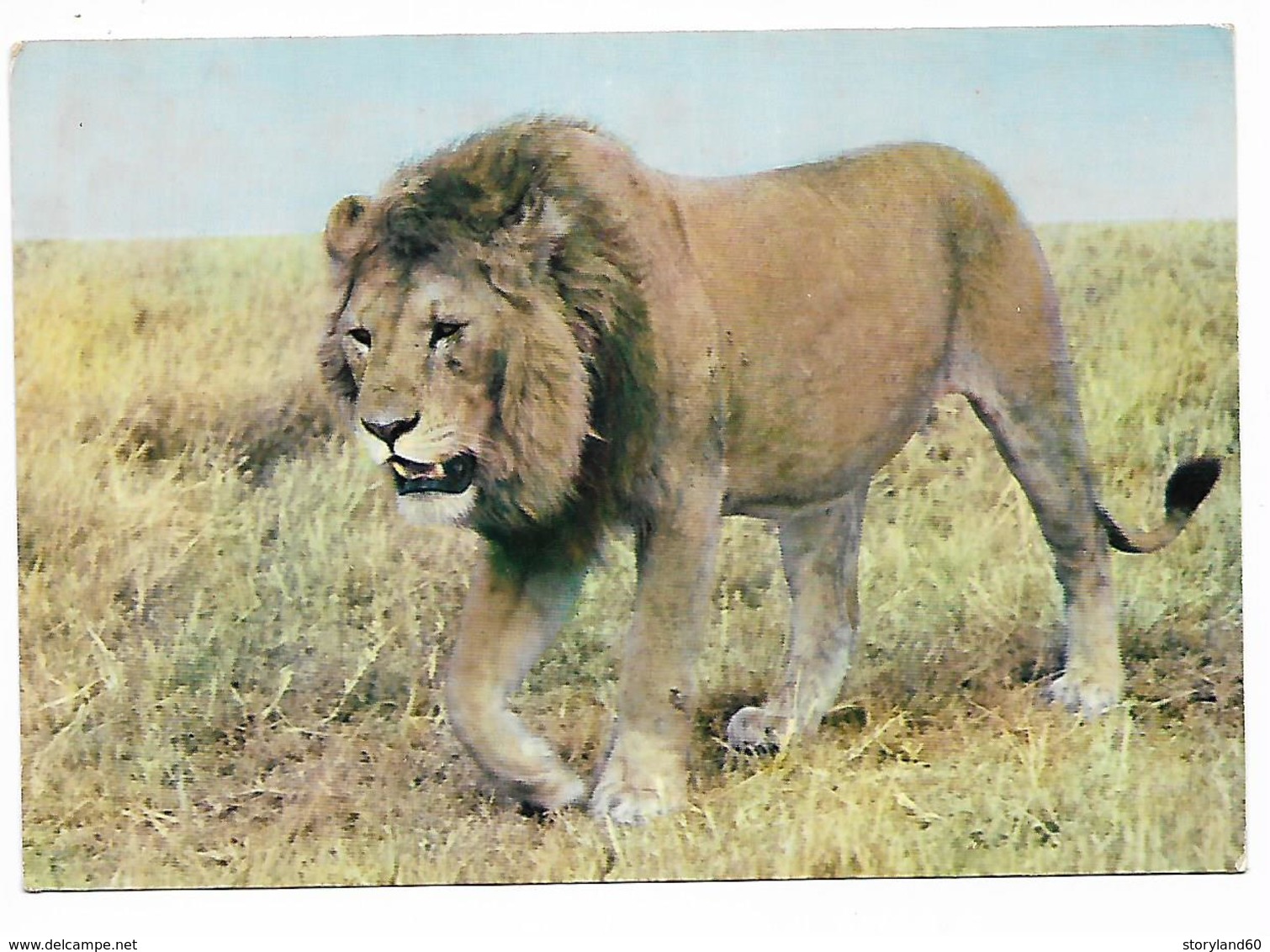 Cpm St003889 Lion Collection Faune Africaine - Lions