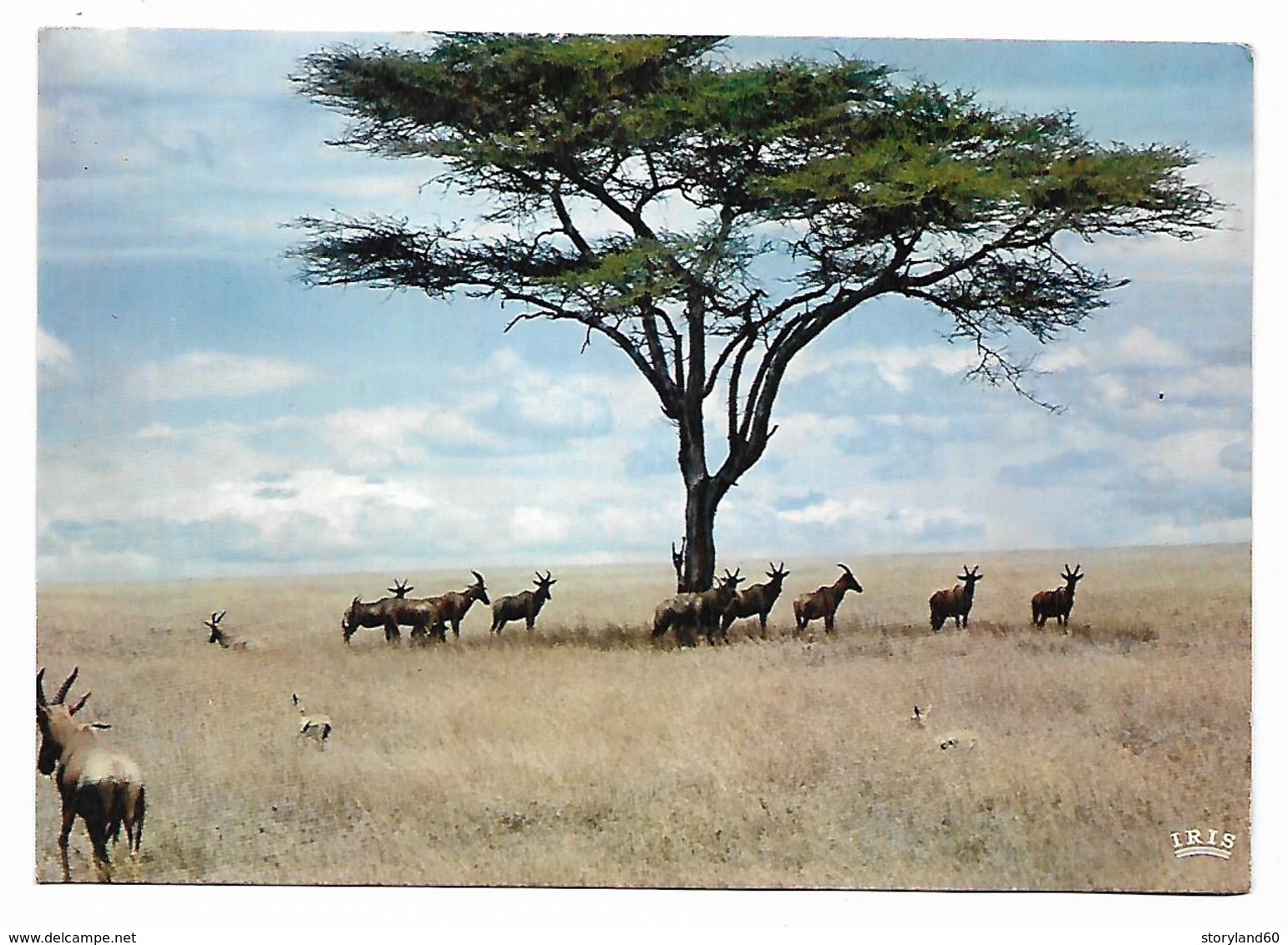 Cpm St003888 Troupeau D'antilopes Collection Faune Africaine - Lions