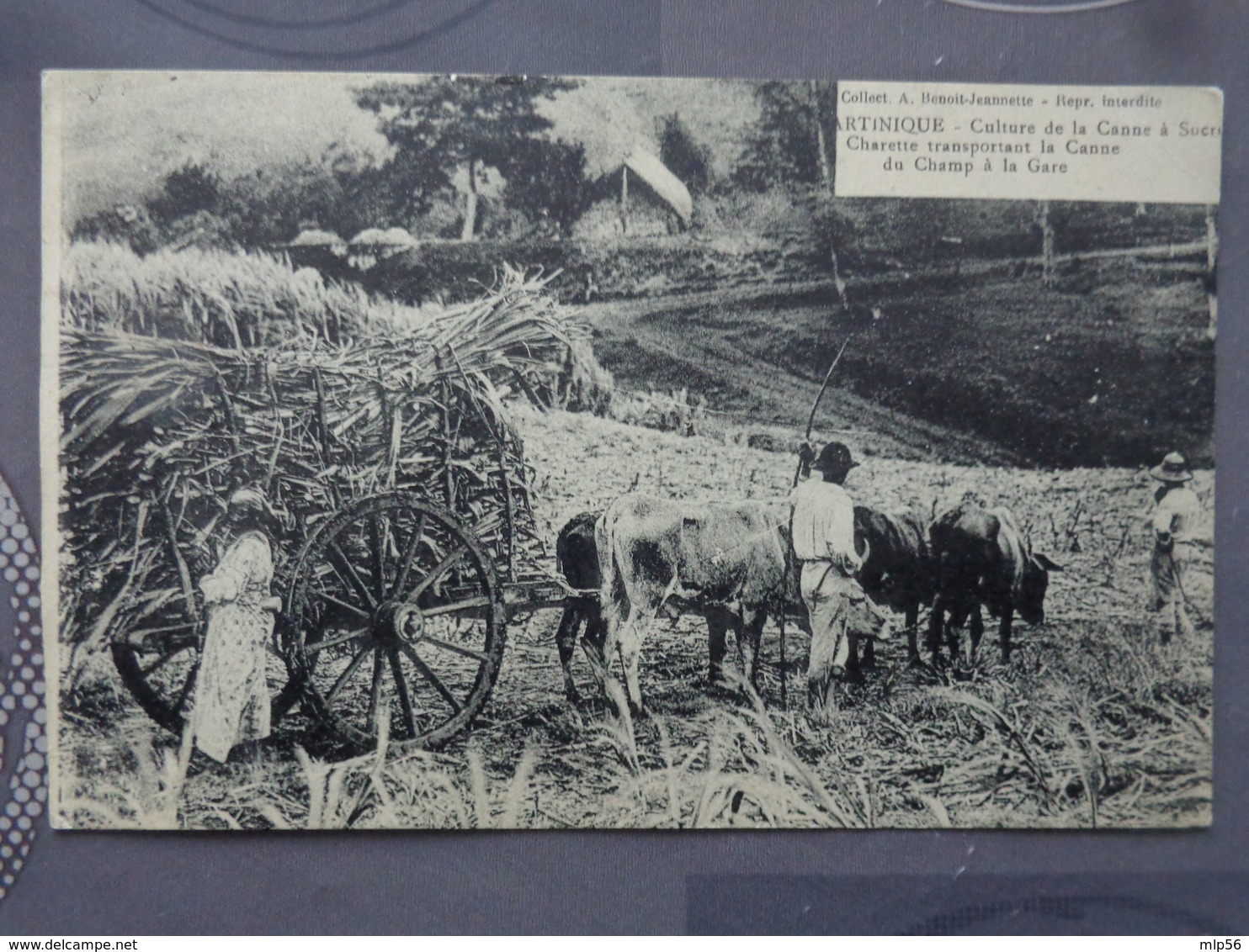 MARTINIQUE CULTURE DE LA CANNE A SUCRE CHARETTE TRANSPORTANT LA CANNE DU CHAMP A LA GARE - Sonstige & Ohne Zuordnung