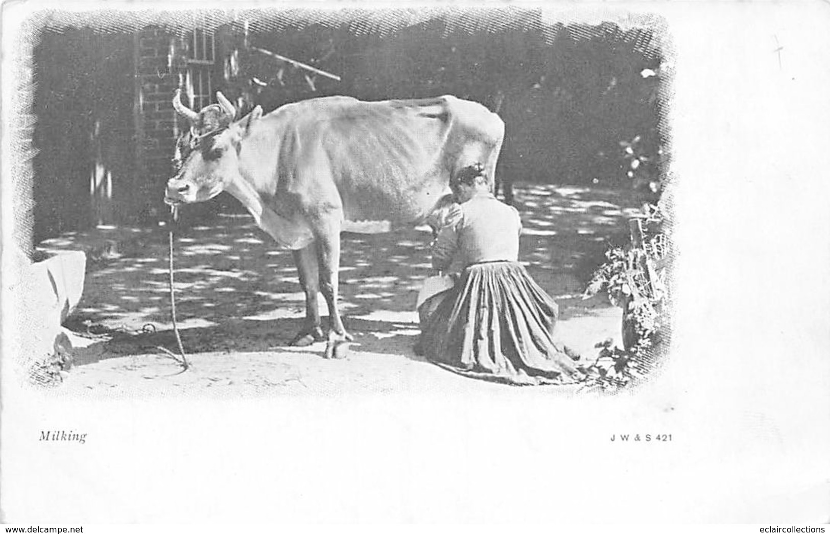 Thème:  Métier. Lait.Laiterie.  Milking. Traite D'une Vache      (voir Scan) - Otros & Sin Clasificación