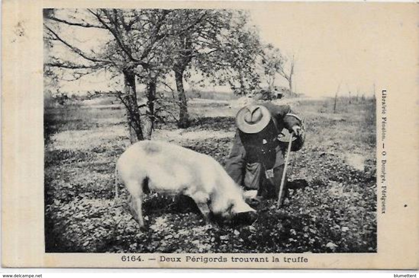 CPA Région Périgord Dordogne Cochon Truffier Pig Truffes Champignon Mushroom Métier Circulé - Altri