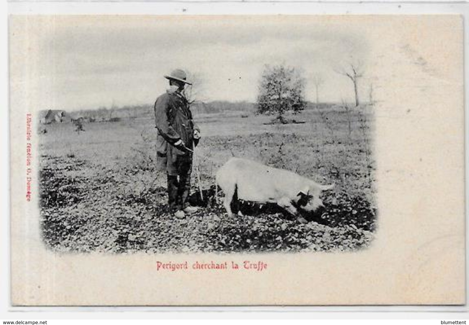 CPA Région Périgord Dordogne Cochon Truffier Pig Truffes Champignon Mushroom Métier Non Circulé - Autres