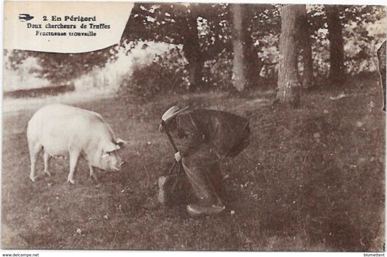 CPA Région Périgord Dordogne Cochon Truffier Pig Truffes Champignon Mushroom Métier Non Circulé - Altri