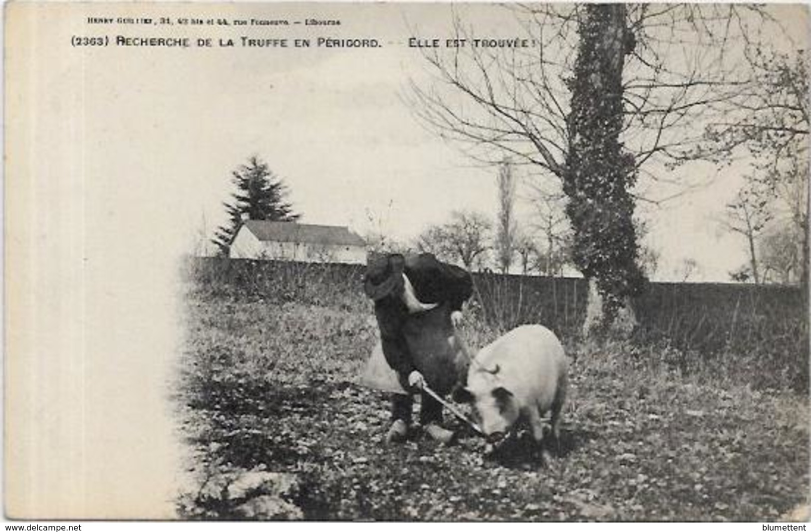 CPA Région Périgord Dordogne Cochon Truffier Pig Truffes Champignon Mushroom Métier Non Circulé - Altri