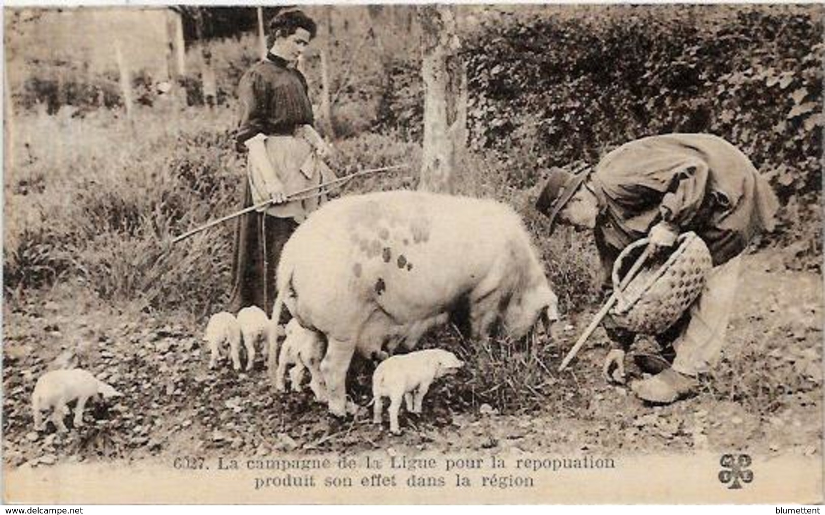 CPA Région Périgord Dordogne Cochon Truffier Pig Truffes Champignon Mushroom Métier Non Circulé - Otros