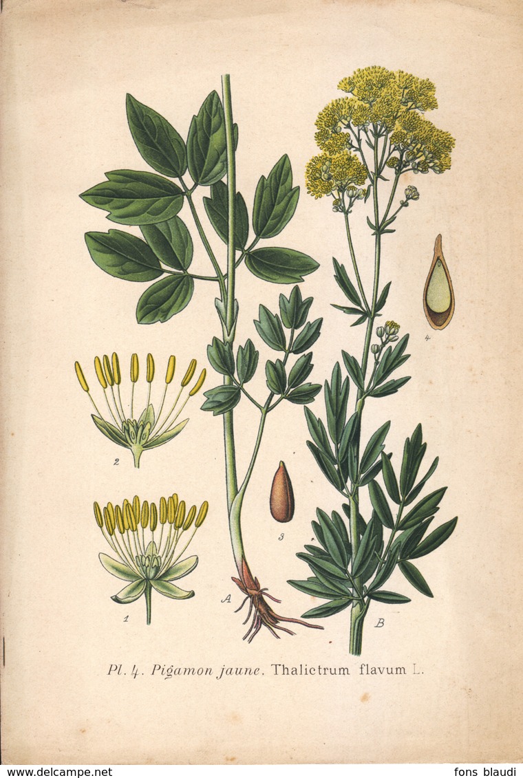 1891 - Botanique - Chromolitographie - Pigamon Jaune - FRANCO DE PORT - Lithographies