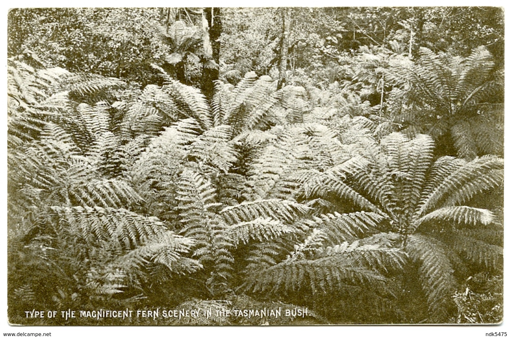 AUSTRALIA : TASMANIA - TYPE OF THE MAGNIFICENT FERN SCENERY IN THE TASMANIAN BUSH - Other & Unclassified