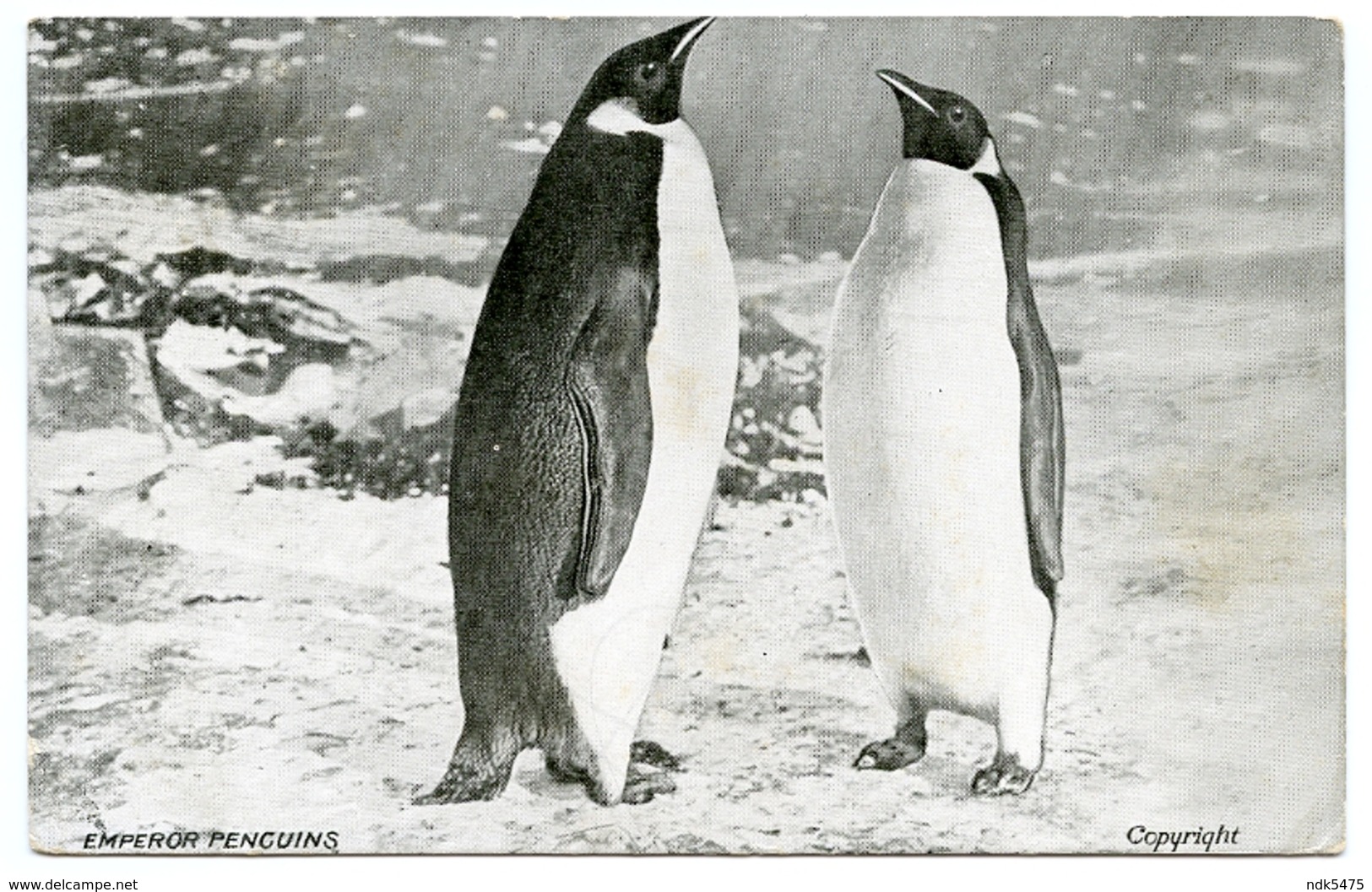 EMPEROR PENGUINS / POSTMARK - SYDENHAM S.O., LONDON, S.E. (DUPLEX) - Other & Unclassified