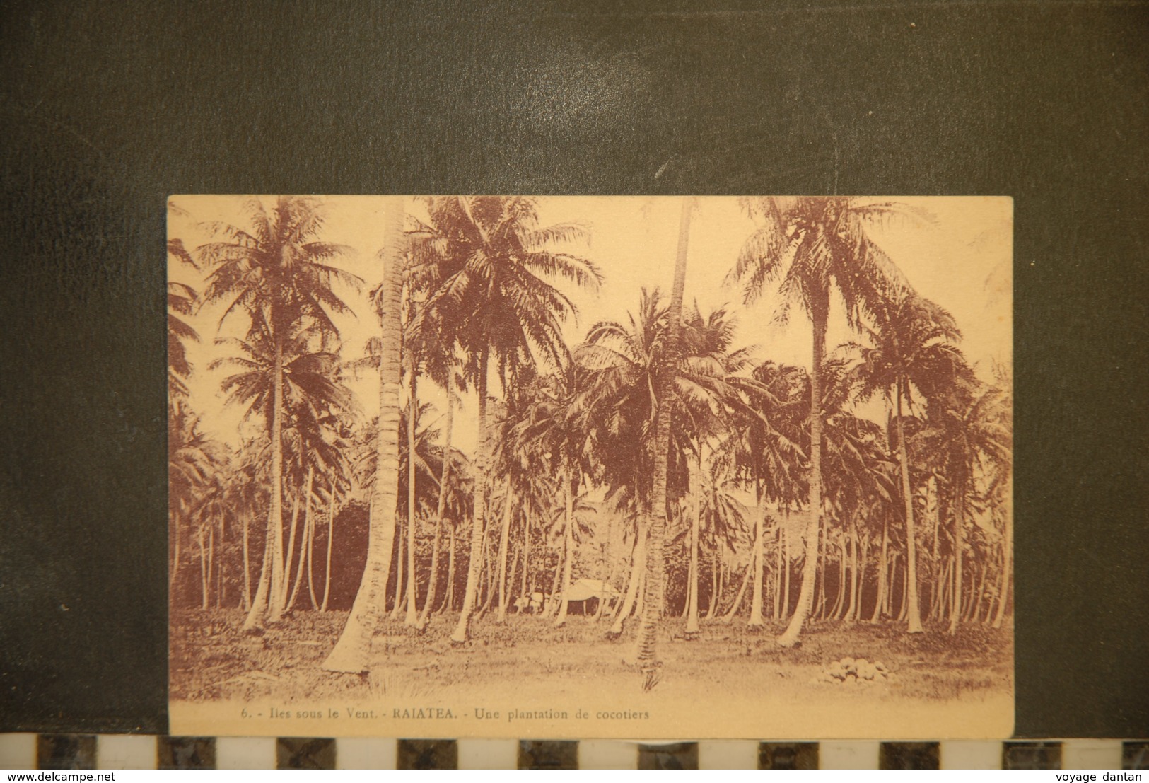 CP, OCEANIE, Polynésie.Iles Sous Le Vent. Raiatea. Une Plantation De Cocotiers - Polynésie Française