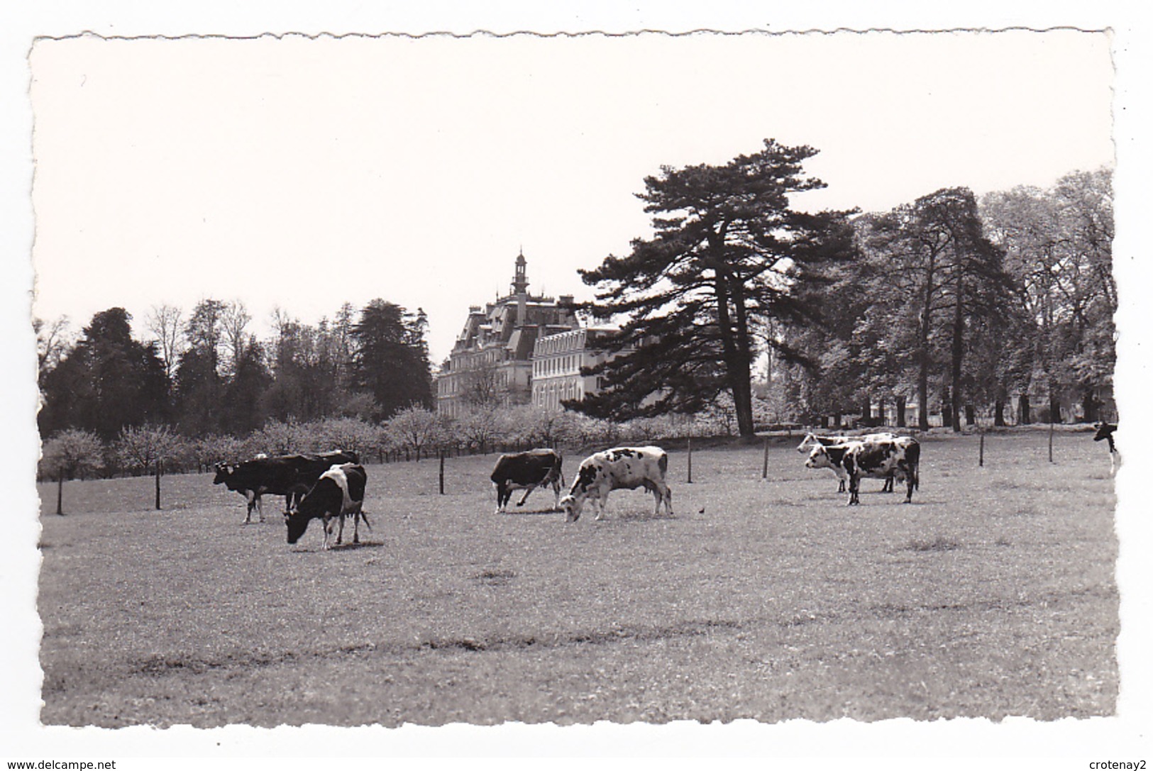 91 LORMOY Par Montlhéry Institut Missionnaire Des Pères De L'Assomption Vue Des Prairies Beau Troupeau De Vaches - Montlhery