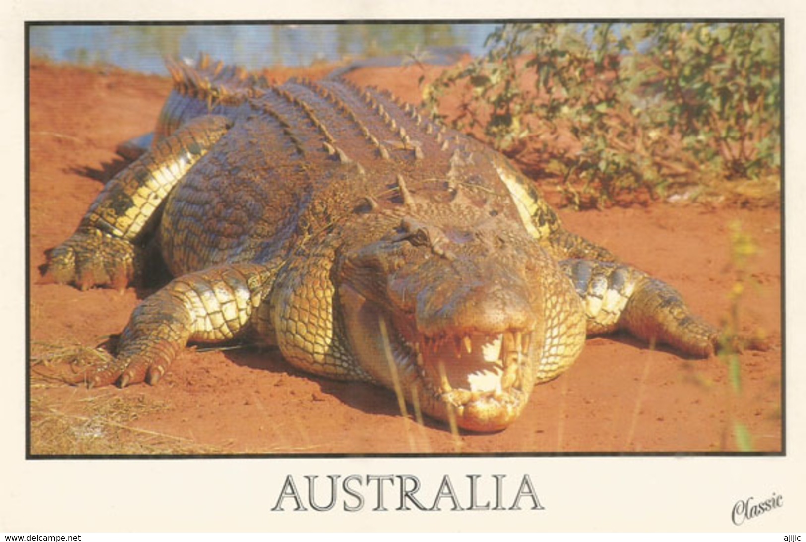 AUSTRALIA.  Darwin Salt-water Crocodile, Postcard Sent To Andorra, With Arrival Postmark - Darwin