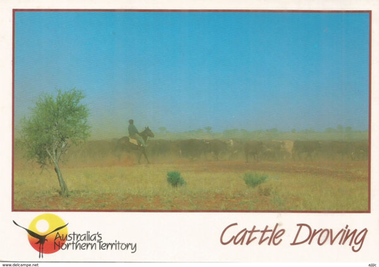 Mustering Cattle, Mt Ebenezer Station, Postcard Sent To Andorra, With Arrival Postmark - Alice Springs
