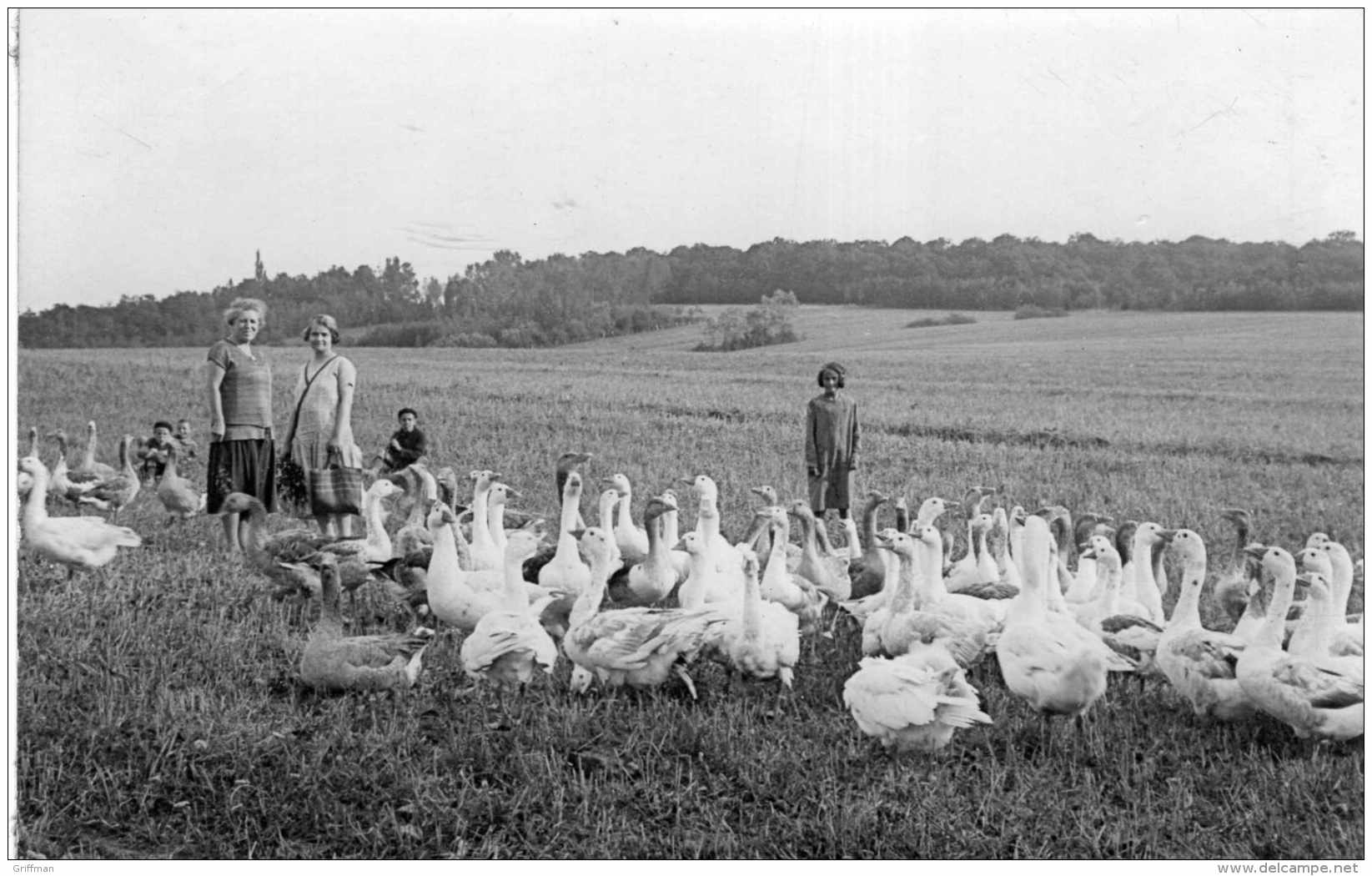 SOMMEVOIRE CARTE PHOTO 1935 OIES AUX CHAMP TBE - Autres & Non Classés