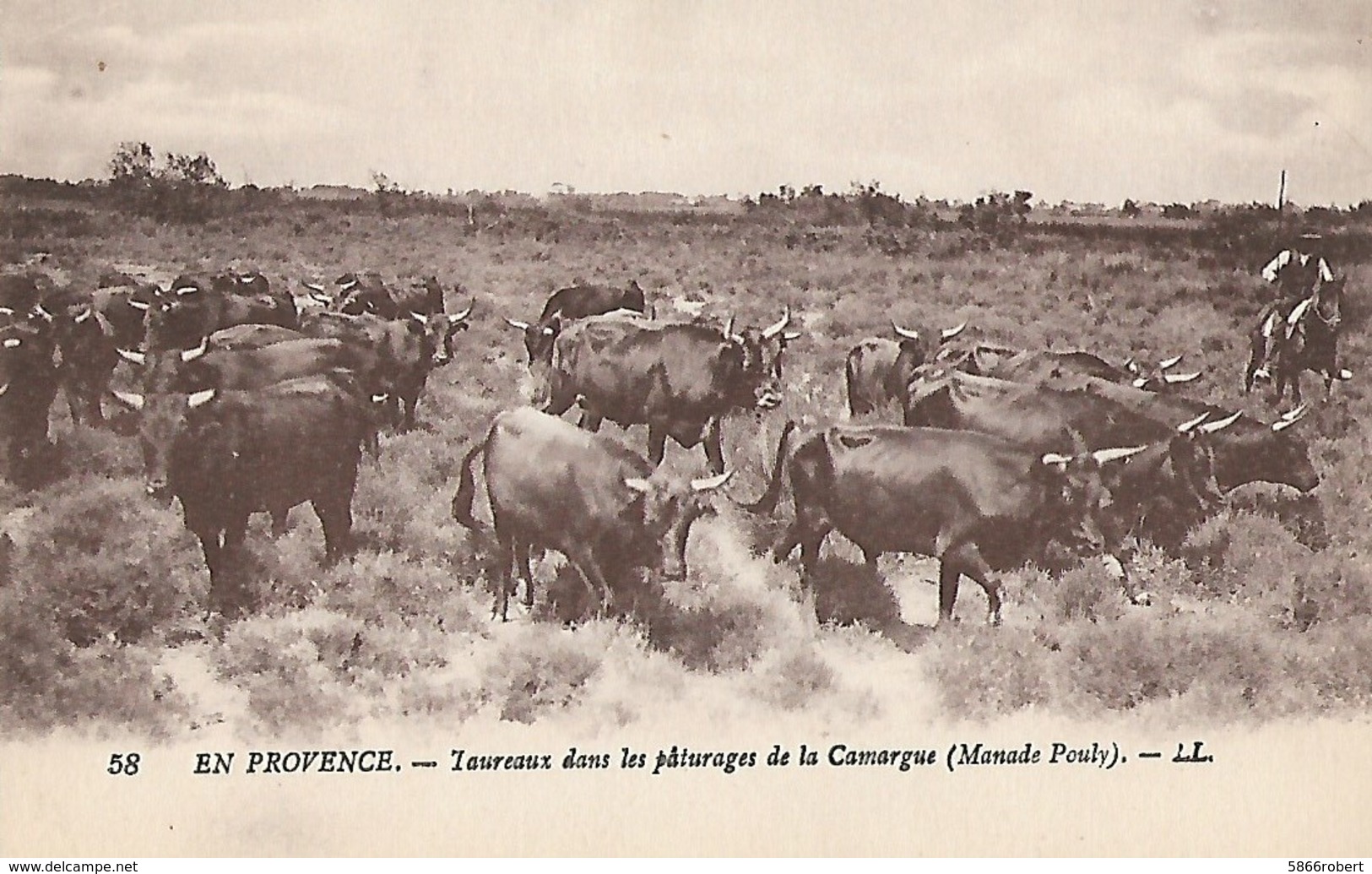 CARTE POSTALE ORIGINALE ANCIENNE : EN PROVENCE TAUREAUX DANS PATURAGES DE LA CAMARGUE MANADE POULY BOUCHES DU RHONE (13) - Viehzucht