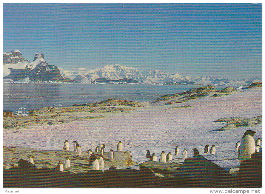 Ile Petermann - La Côte à La Belle Saison, Les Manchots Prennent Le Soleil - Photo Serge Kahn - Circulé 2000 - TAAF : Territorios Australes Franceses