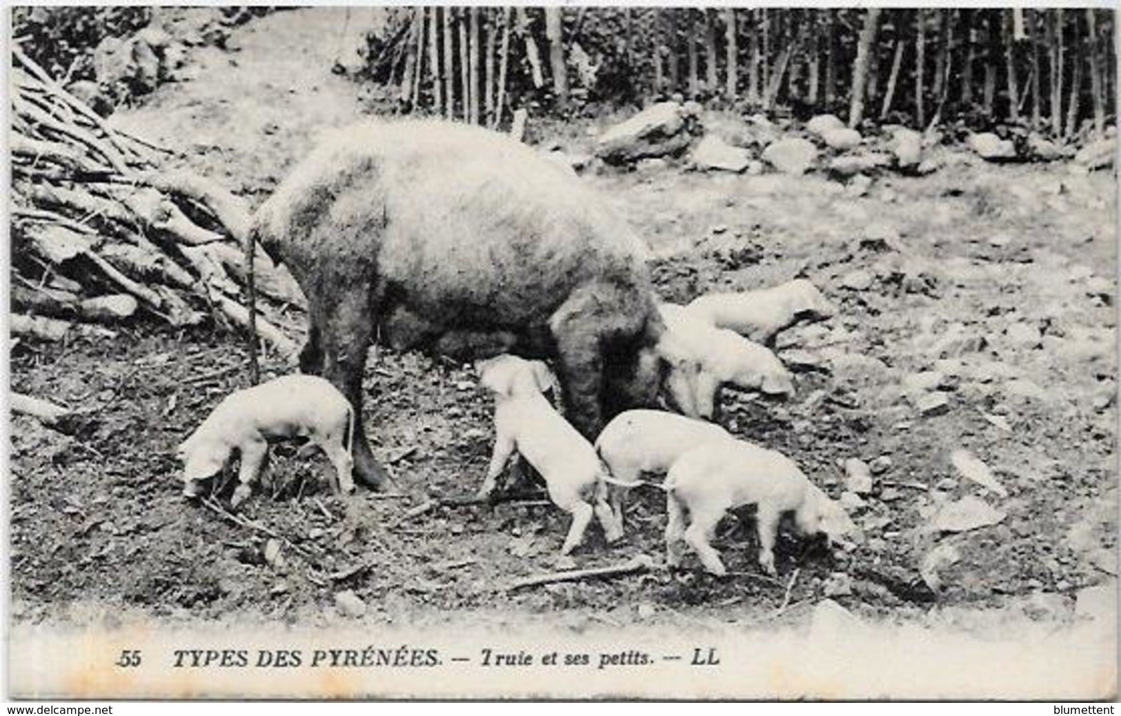 CPA Cochon Pig Métier Non Circulé Pyrénées - Cochons