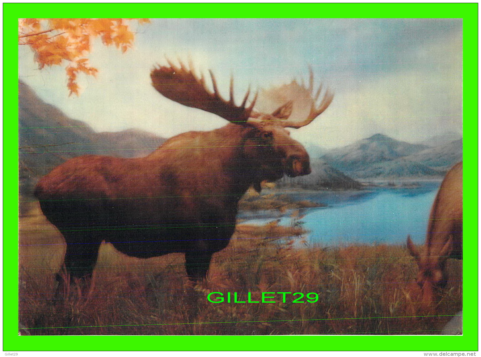 ANIMAUX - ORIGNAL -  MOOSE - CARTE EN 3 DIMENSIONS - TRAVEL IN 1973 -  ASAHI TRADING CO - - Autres & Non Classés