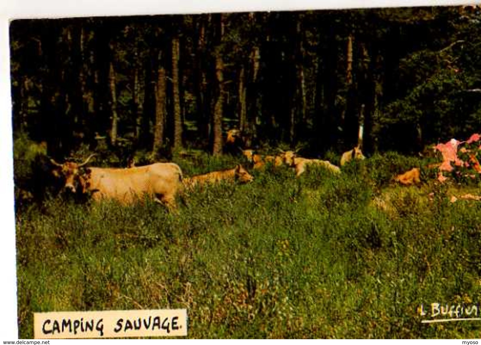 Photo Et Legende Louis BUFFIER Camping Sauvage, Vaches - Autres & Non Classés