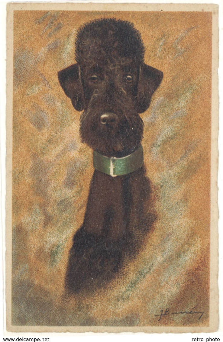 Cpa Collection Chien - Caniche Noir, Signée     ( S. 2788 ) - Chiens