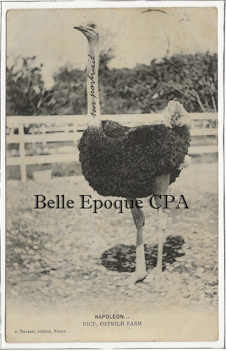 06 - NICE - Ferme D'Autruches - Napoléon / Nice Ostrich Farm +++++ Sans éditeur +++++ 1909 - Autres & Non Classés