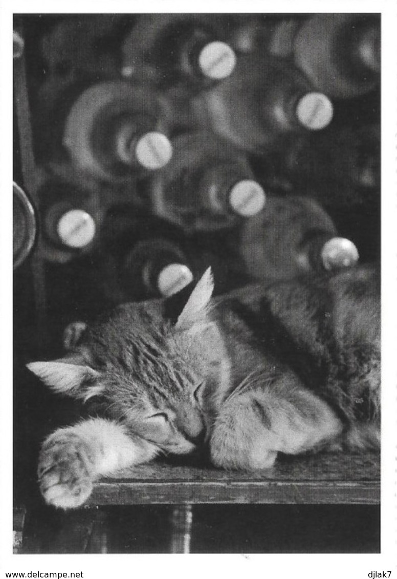 Chat Photographie De Denis Brihat (2 Scans) - Katten