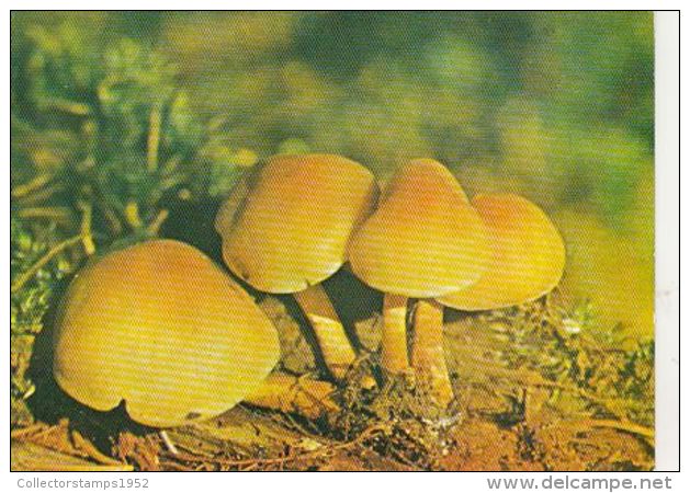 D4045- MUSHROOMS - Mushrooms
