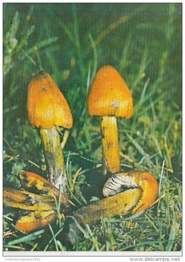 D4046- MUSHROOMS - Mushrooms