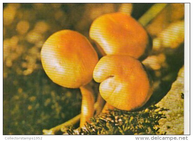 D4048- MUSHROOMS - Mushrooms