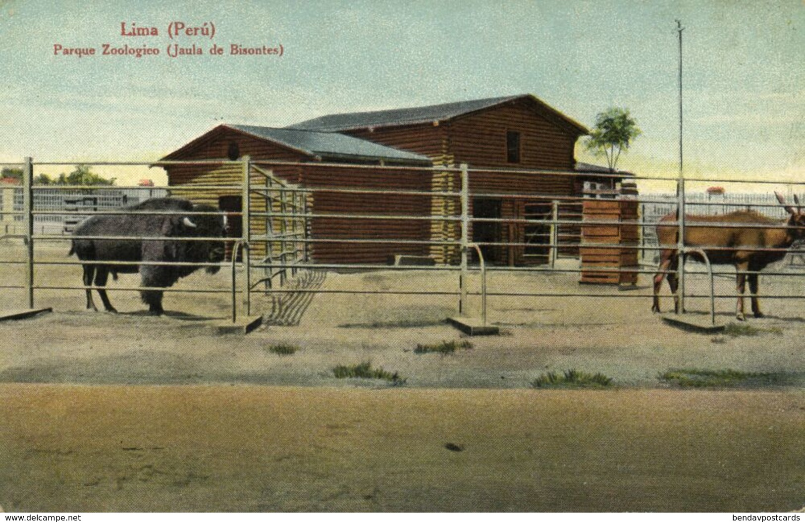 Peru, LIMA, Parque Zoologico, Bisontes, ZOO (1910s) E. Polack-Schneider Postcard - Peru