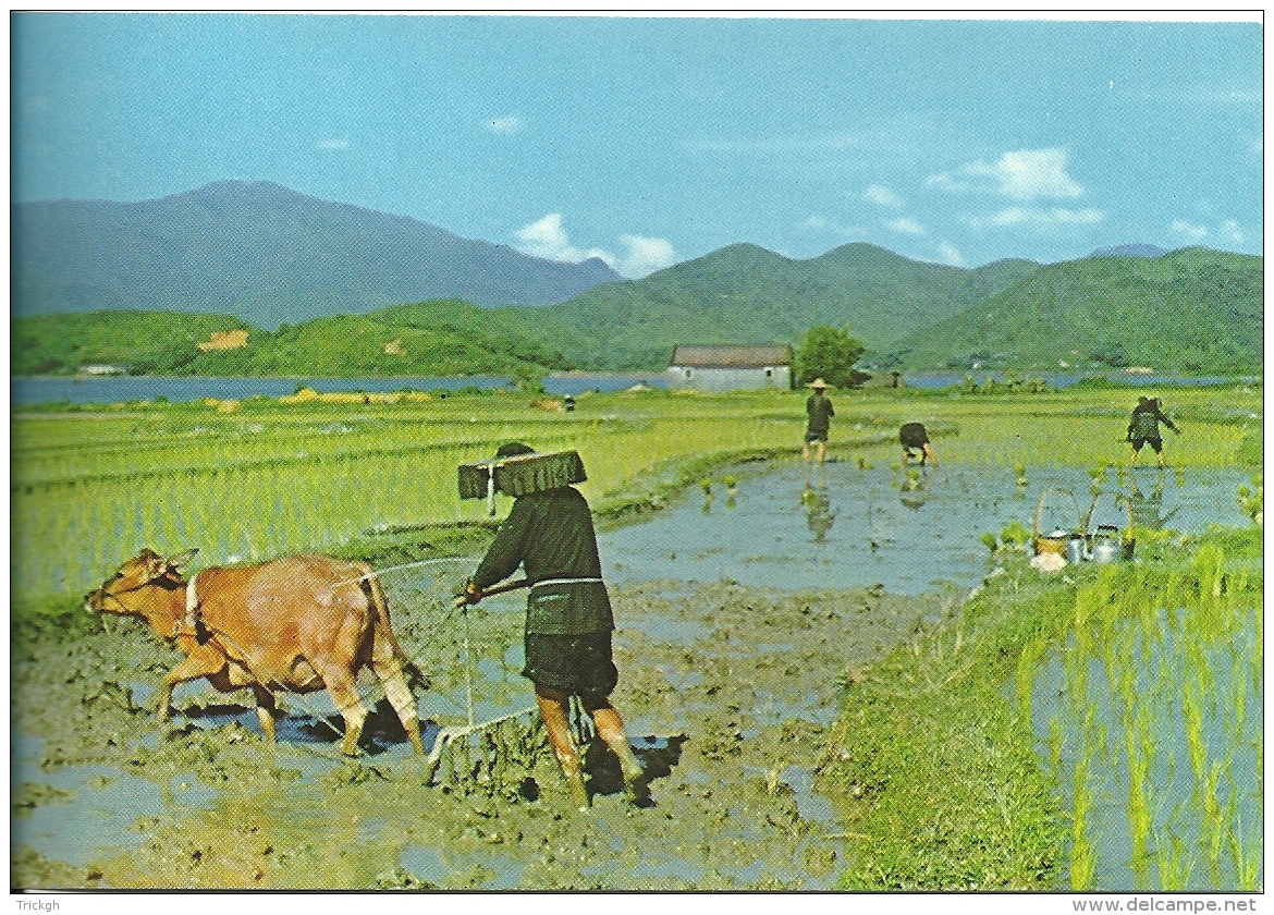 Ploughing And Planting N T Hong-Kong / Riz Rijst Rice - Attelages