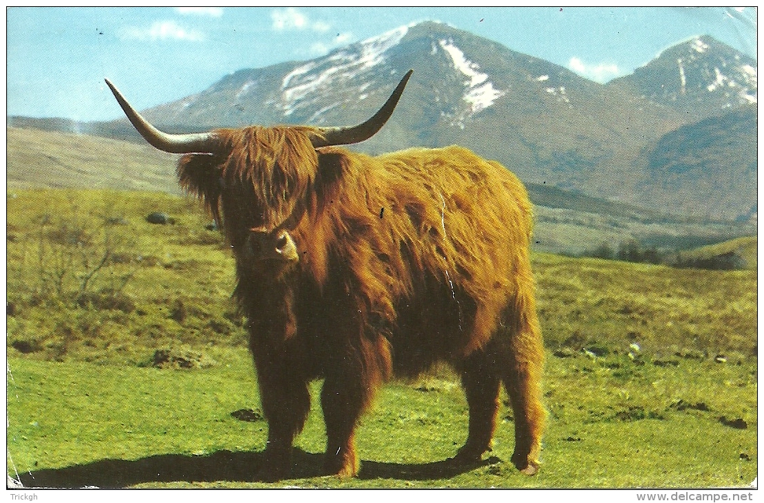 A Monarch Of The Glen - Vaches