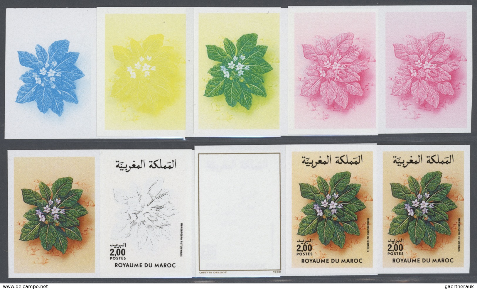 25076 Thematik: Flora, Botanik / Flora, Botany, Bloom: 1986, Morocco. Progressive Proofs (8 Phases) For Th - Autres & Non Classés