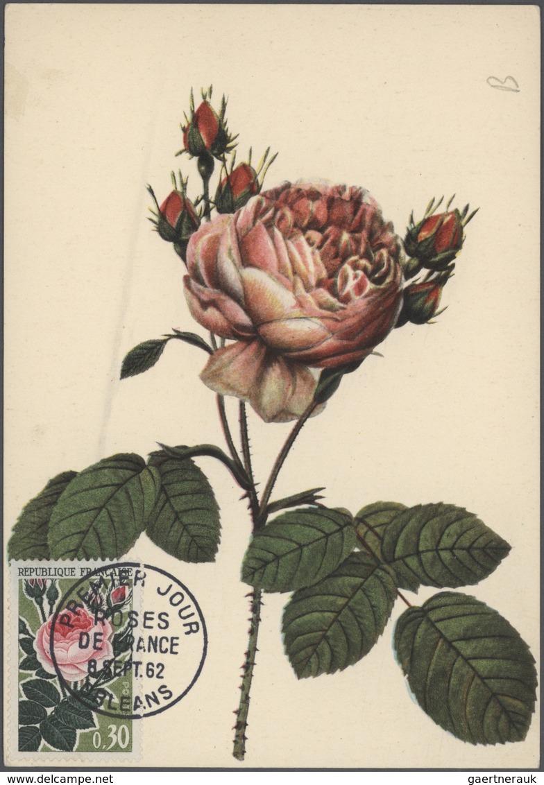 25091 Thematik: Flora-Rosen / Flora-roses: 1960/2000 (approx), Various Countries. Bouquet Of 96 Roses (col - Roses