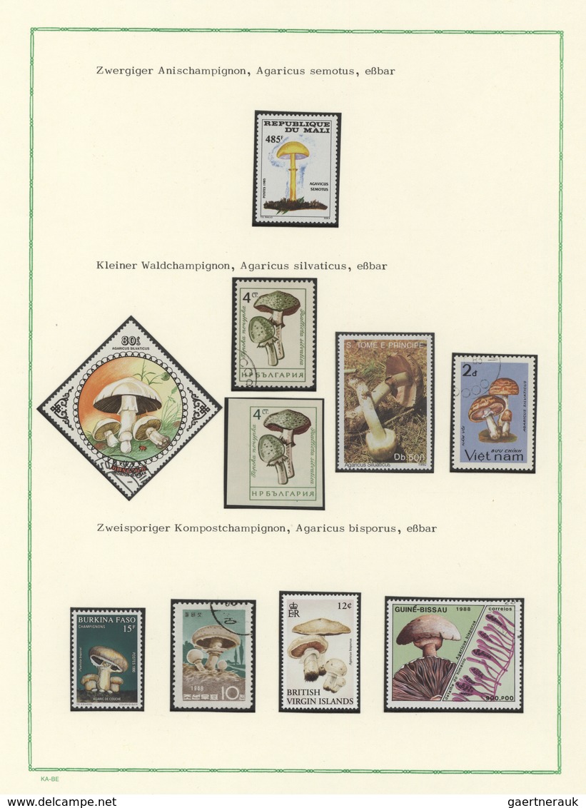25420 Thematik: Pilze / mushrooms: 1950/2004 (approx), Europe/Overseas. Lot containing 2 interesting exhib