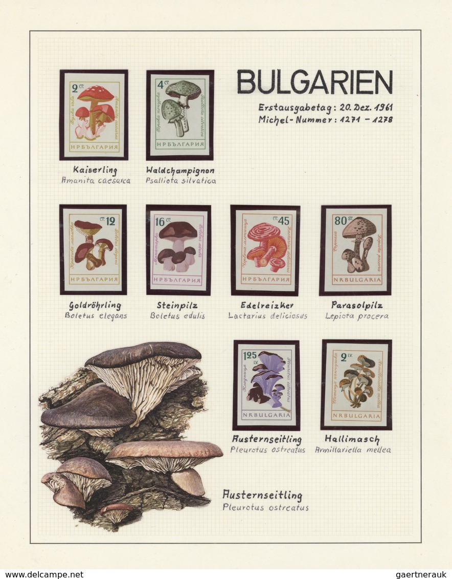 25422 Thematik: Pilze / Mushrooms: 1959/1999, Alle Welt. Sehr Umfangreiche Sammlung In 20 Ringbindern Mit - Champignons