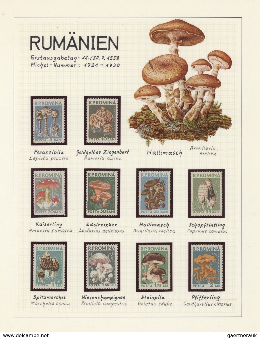 25422 Thematik: Pilze / mushrooms: 1959/1999, Alle Welt. Sehr umfangreiche Sammlung in 20 Ringbindern mit