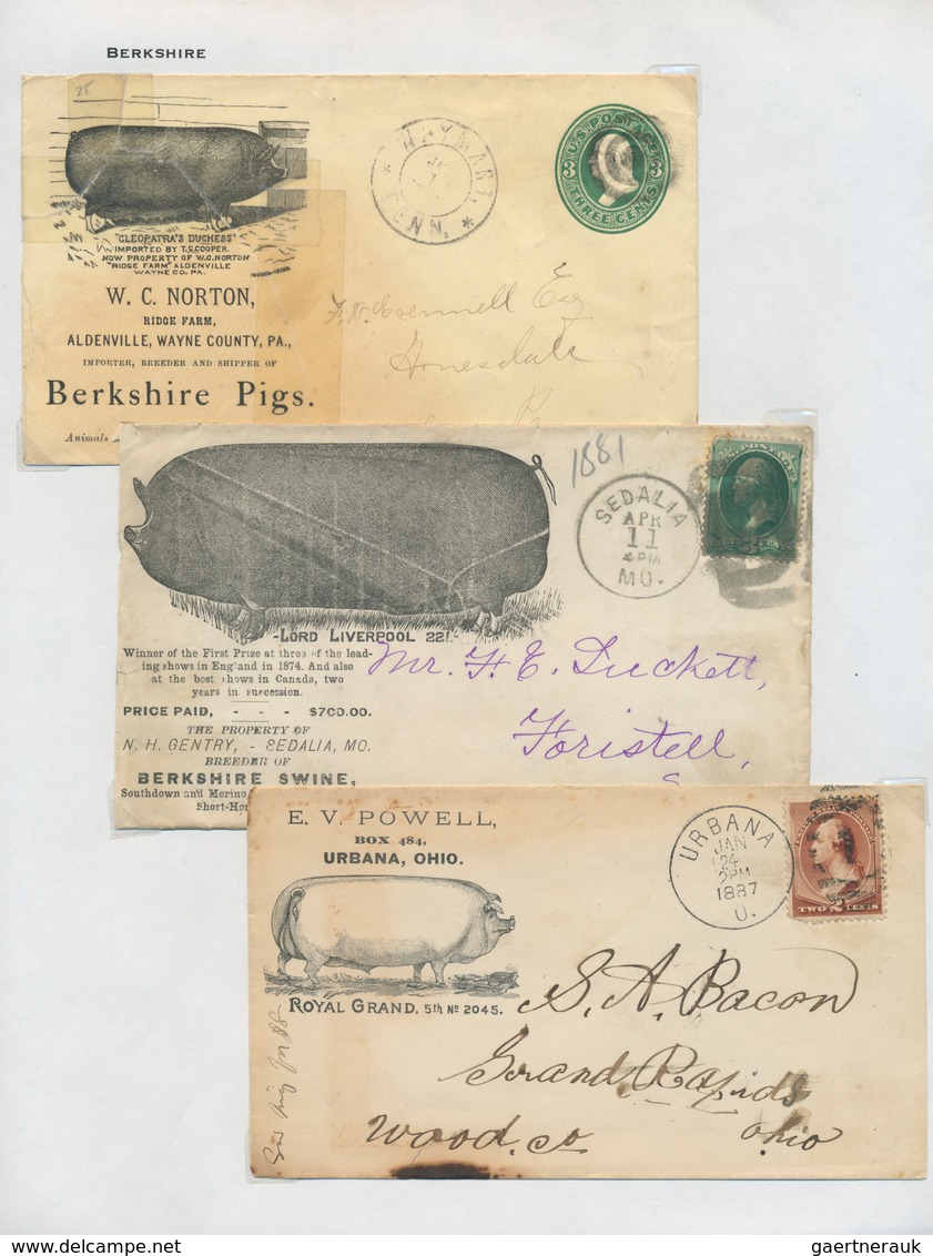 25781 Thematik: Tiere-Säugetiere / Animals-mammals: SCHWEINE; Prodigious Pig Topical Collection, An Impres - Altri & Non Classificati