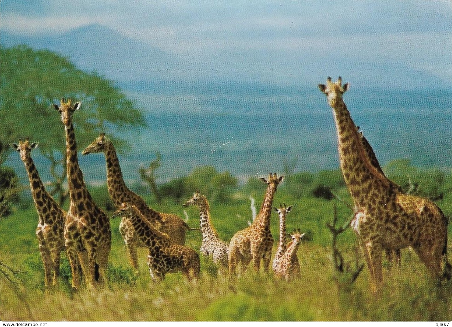 Girafes (2 Scans) - Girafes
