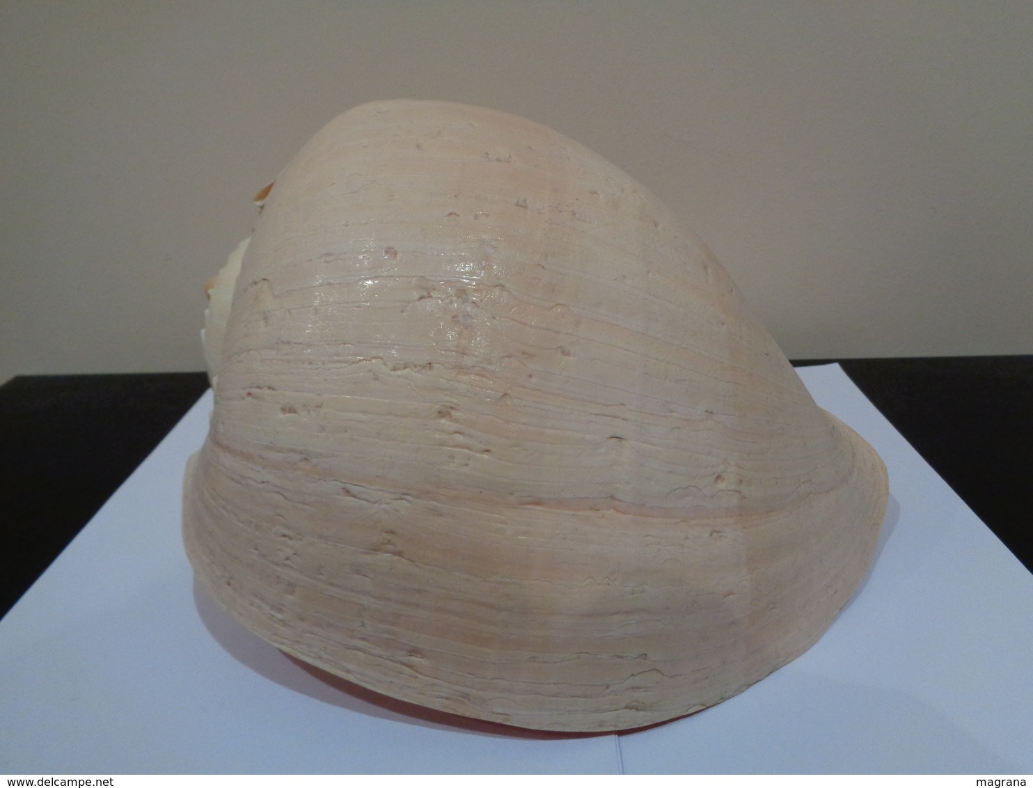 Malacologia. Gran Concha De Caracol Marino Melo Amphora .26 X 22 X 18 Cm. - Otros & Sin Clasificación