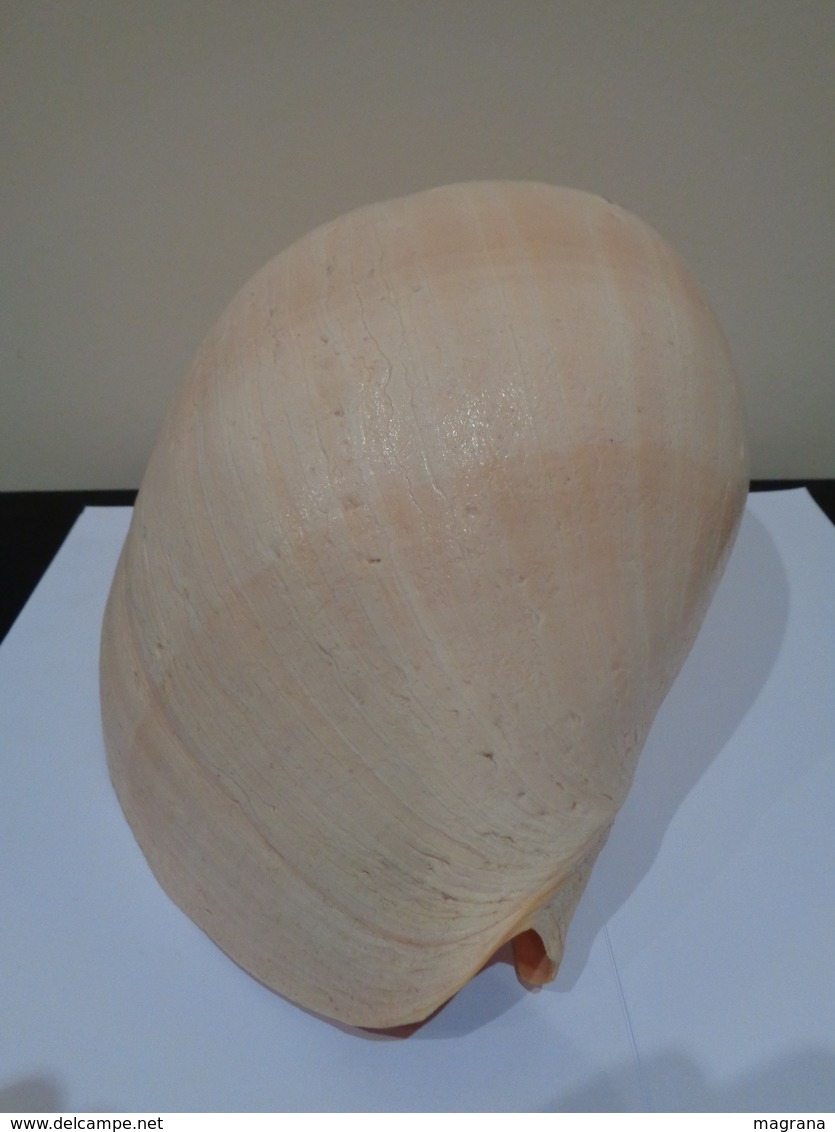 Malacologia. Gran Concha De Caracol Marino Melo Amphora .26 X 22 X 18 Cm. - Otros & Sin Clasificación