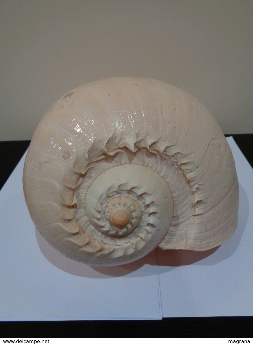 Malacologia. Gran concha de caracol marino Melo amphora .26 x 22 x 18 Cm.