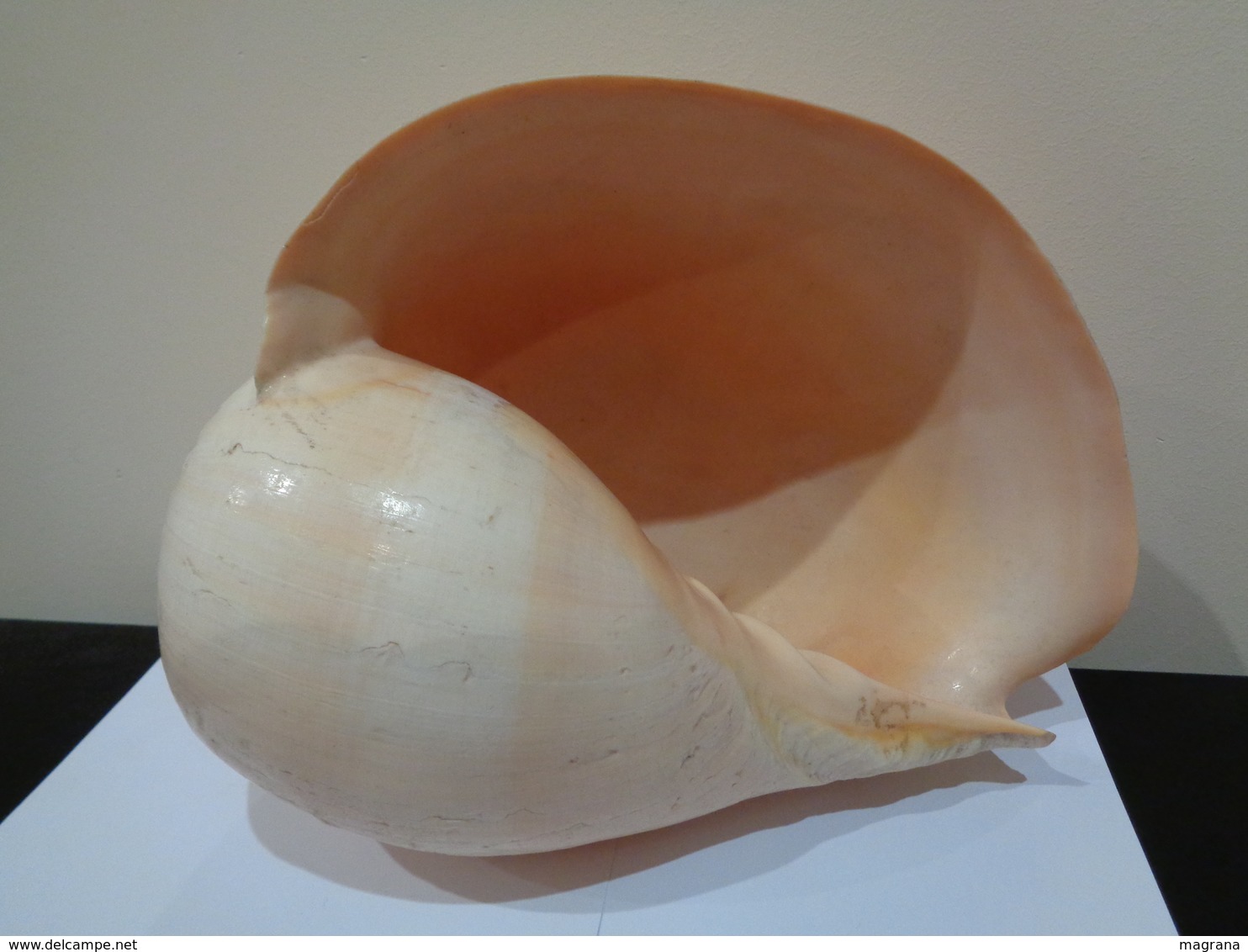 Malacologia. Gran concha de caracol marino Melo amphora .26 x 22 x 18 Cm.