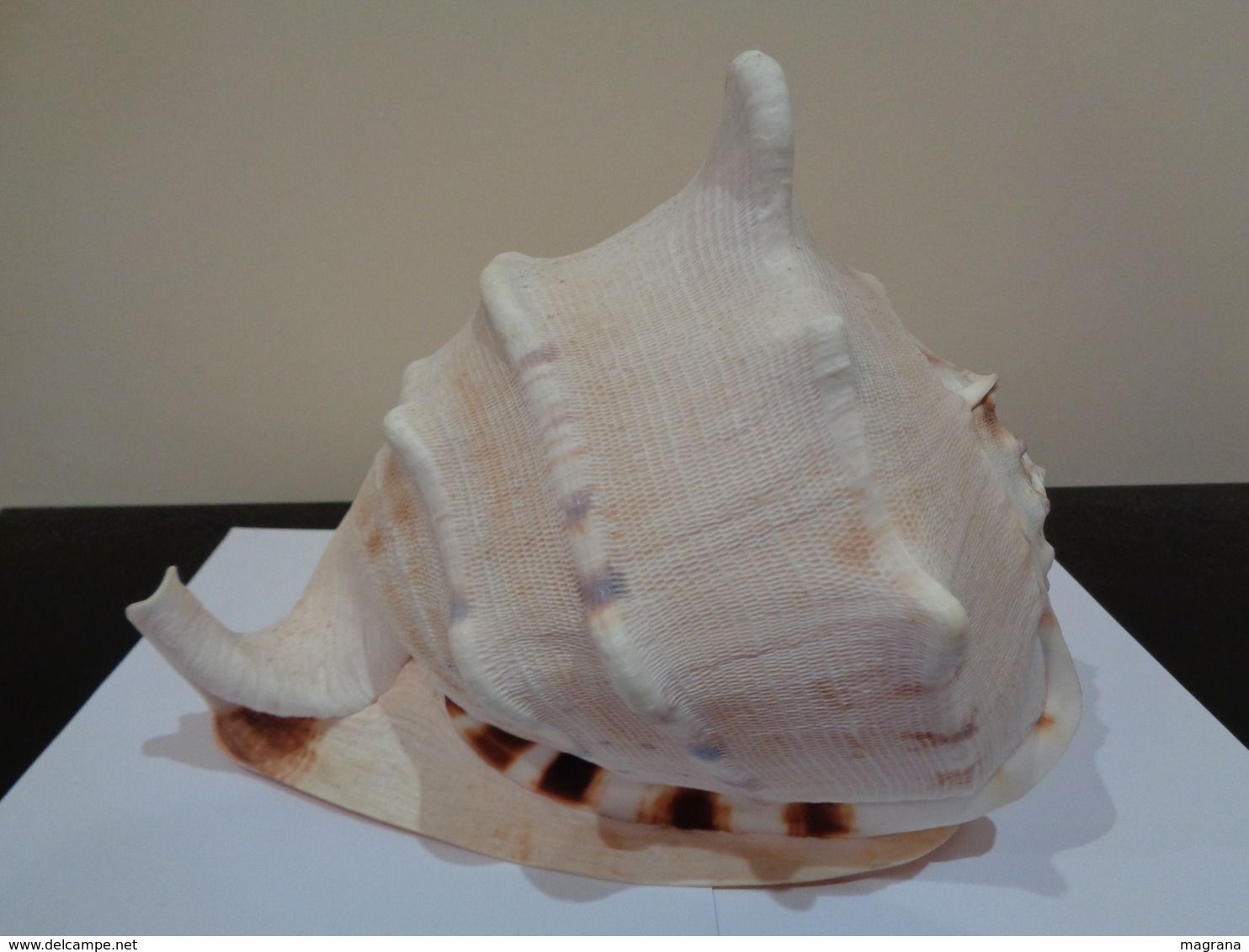 Malacologia, Gran concha de caracol marino Cassis cornuta - 28 x 25 x 24 cm.
